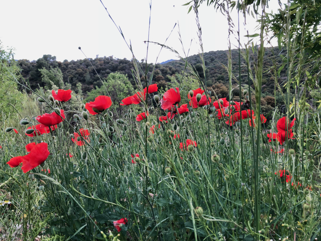 Amapolas maravillosas. Geoparque de Granada